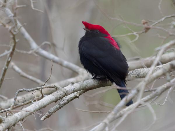 Helmmanakin (Antilophia galeata)